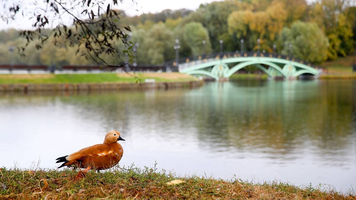    Фото: Василий Кузьмиченок / АГН Москва