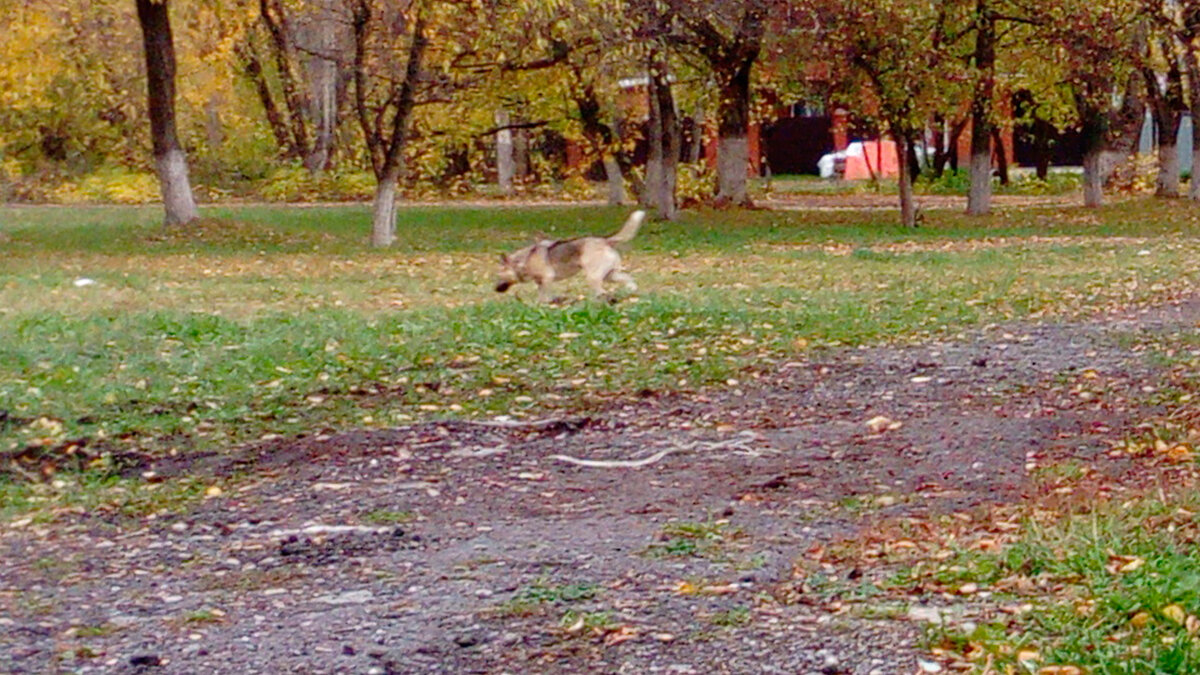 Ближе, к сожалению, сфотографировать не получилось, я с двумя своими собаками была, а Грейс с Гайкой не особо дружат. Без Татьяны не рискнула ближе подходить