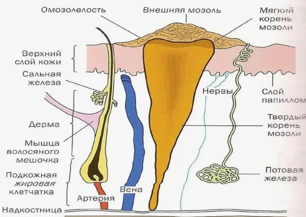 Препараты для лечения шипицы у детей, взрослых, при … Foto 19