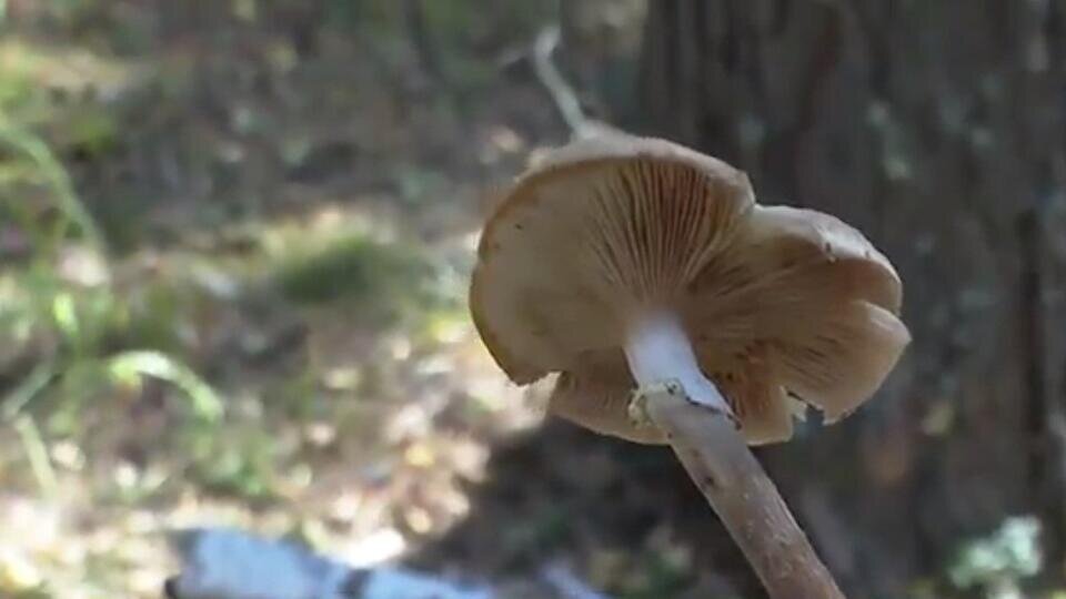 Фото: © Скриншот видео