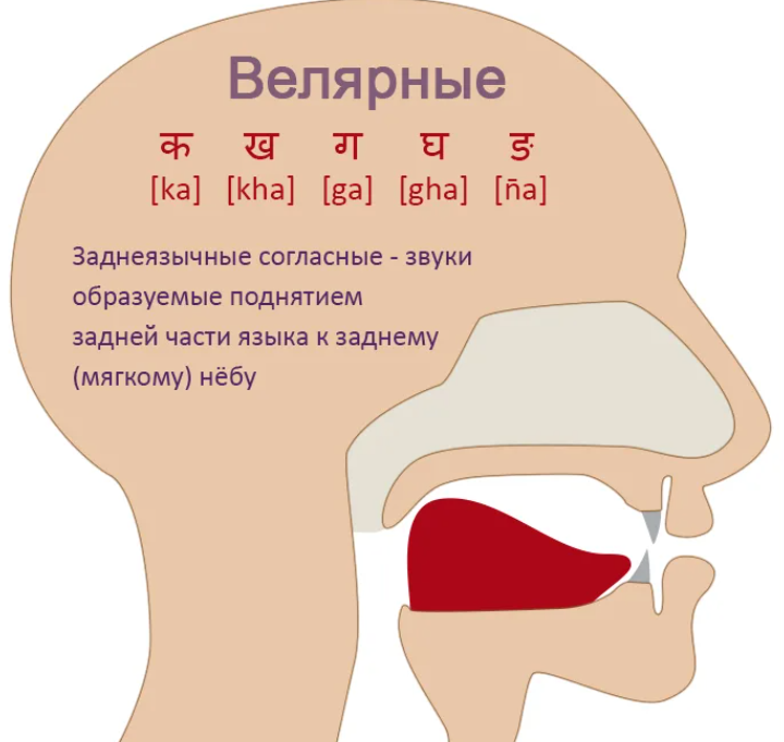 Заднеязычные звуки