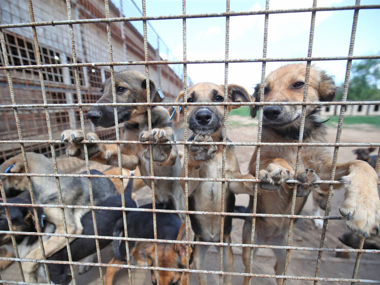     © Фото: ИД «Волгоградская правда» / Кирилл Брага