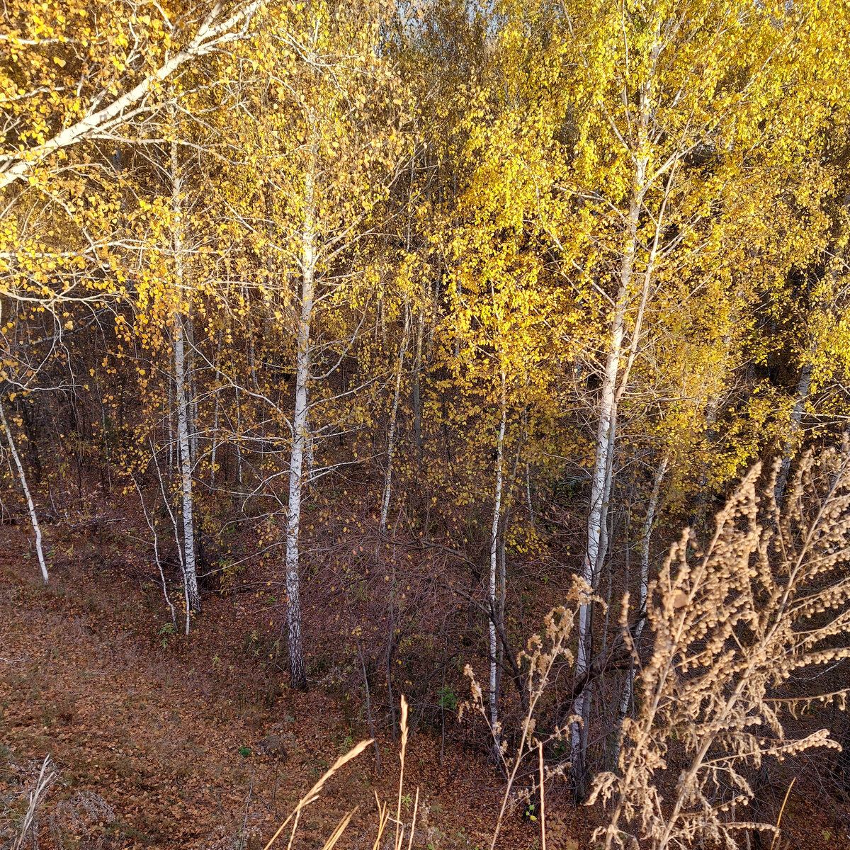 Этому фото нашего лесистого оврага уже неделя. И уже листьев на деревьях там не осталось... Послезавтра поедем и посмотрим, что и как в нашем красивом овраге.