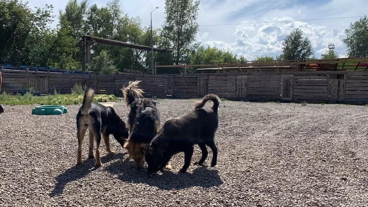     Минэкологии проводит опрос о содержании животных в крае. Один из вопросов — согласны ли красноярцы чипировать домашних животных.