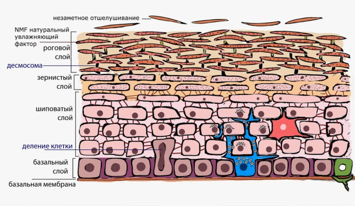 Структура эпидермиса схема картинка