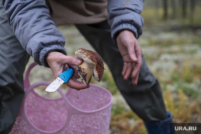    В Челябинской области растет три вида грибов, за сбор которых ждет уголовная ответственность