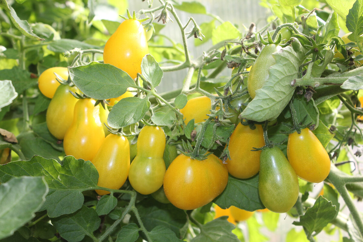 Томат "Брызги шампанского" 07 сентября 2023. Теплица