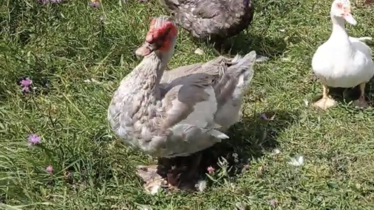 Лавандовый красавец