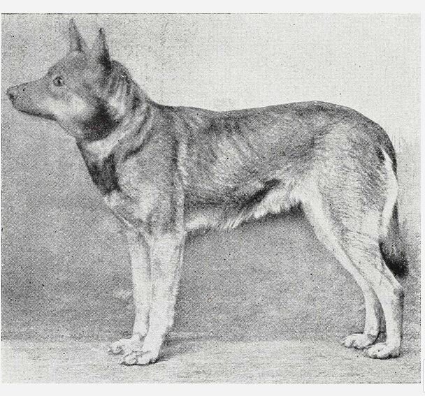  Гладкошерстная овчарка, тюрингская рабочая разновидность, конец прошлого века; цвет серый пятнистый с желтыми точками.