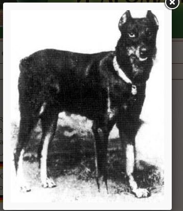 Graf Belling von Thuringen (Grönland)