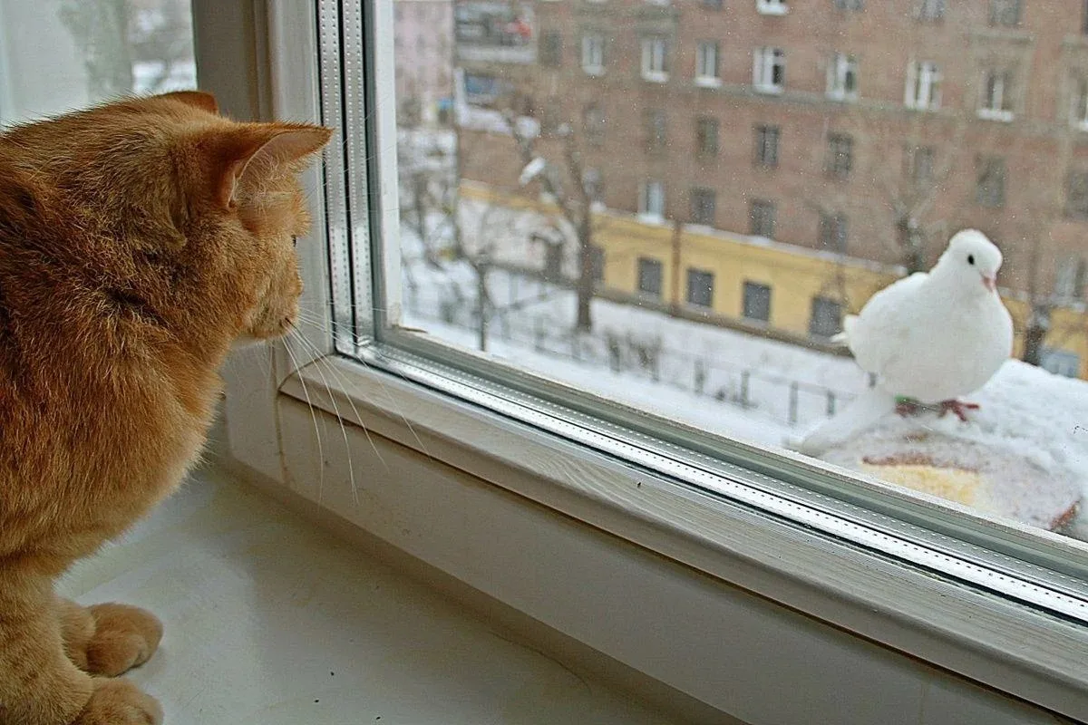 фото из интернета