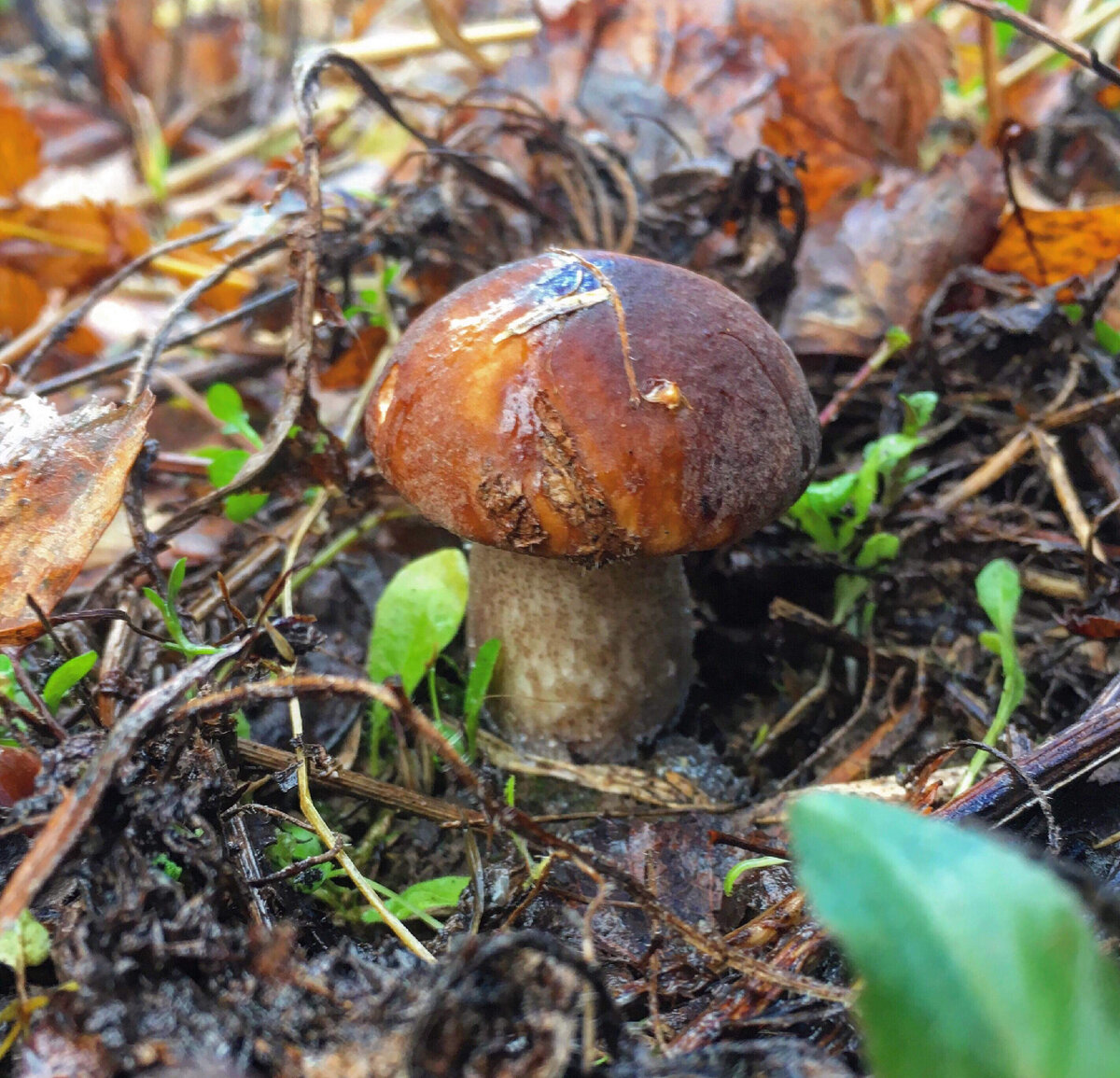 Белый в ноябре 2018 на севере Подмосковья 