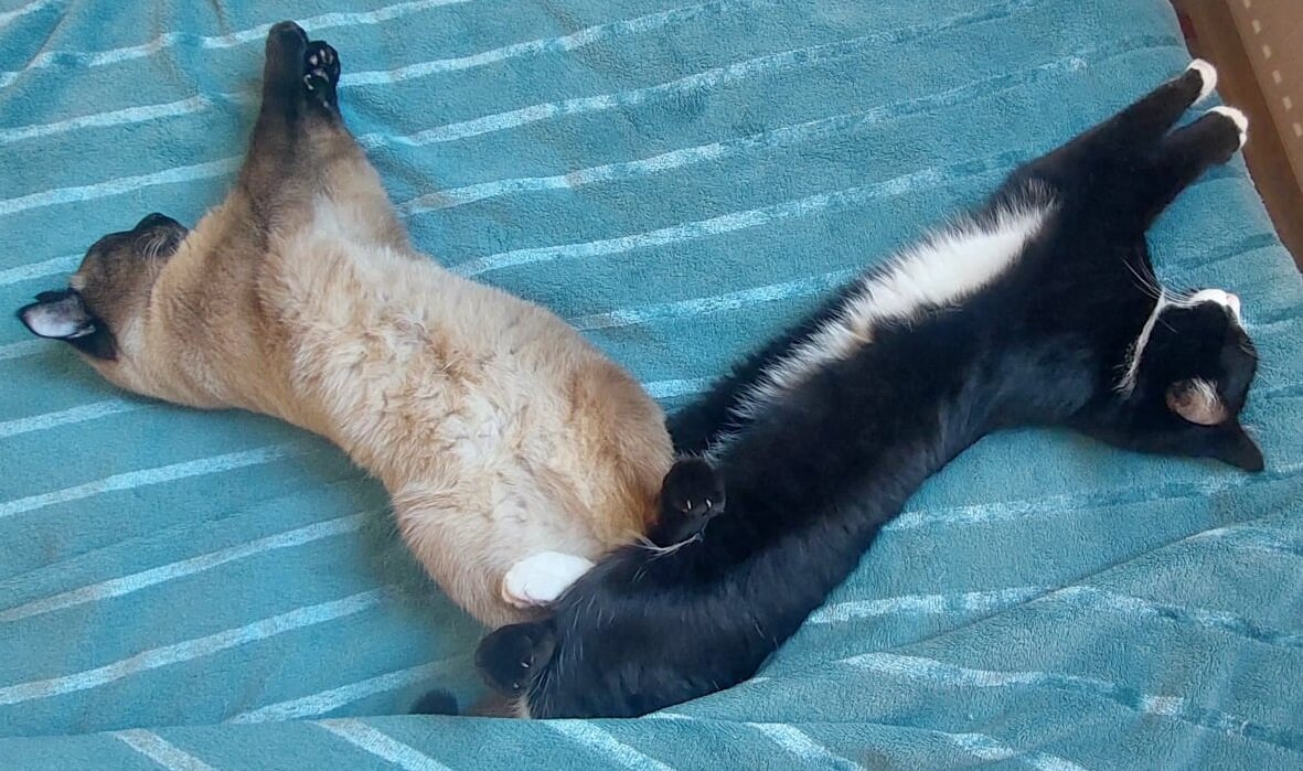 Коты - собственность автора