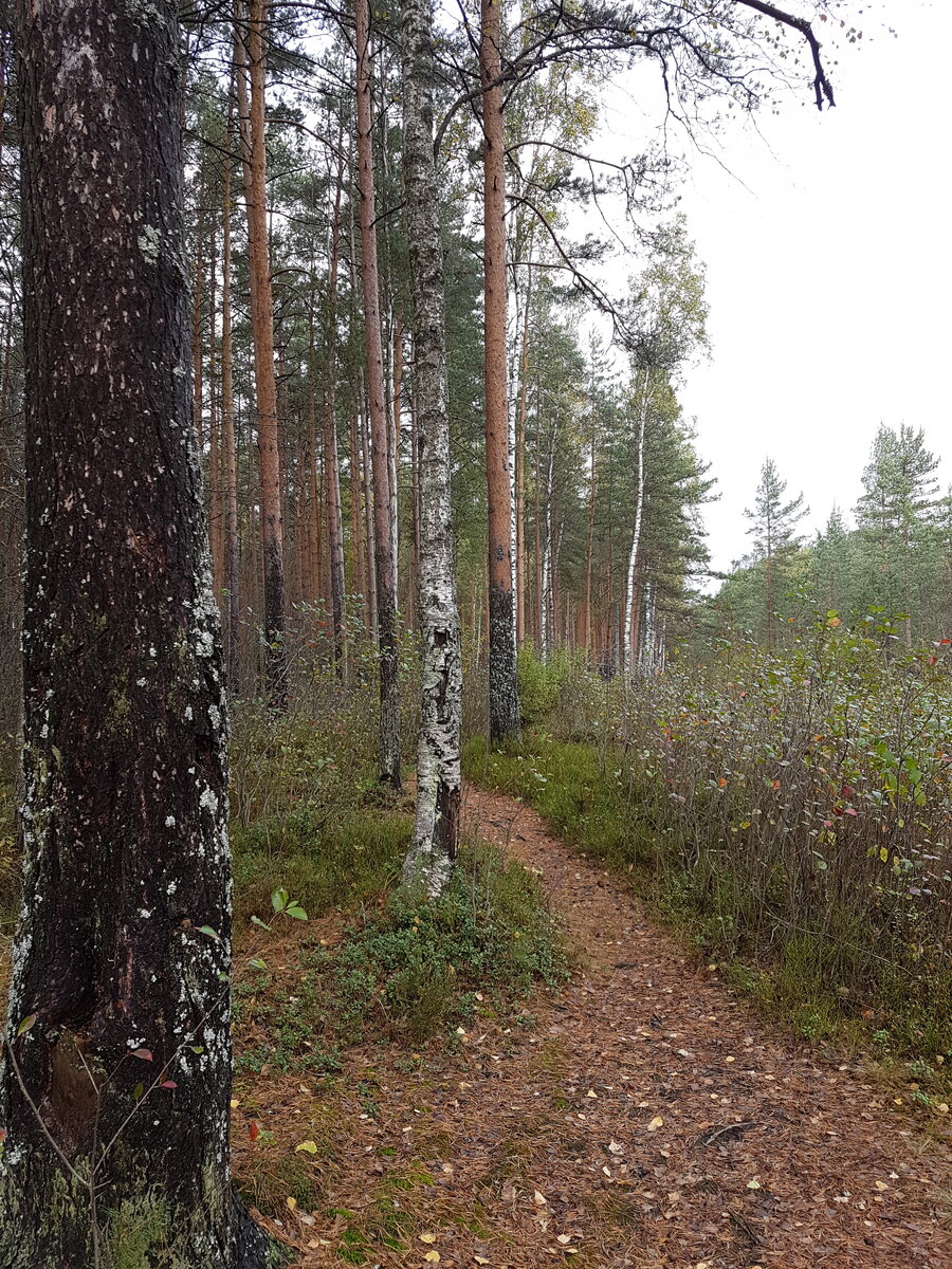 Вход в горькушечный лес
