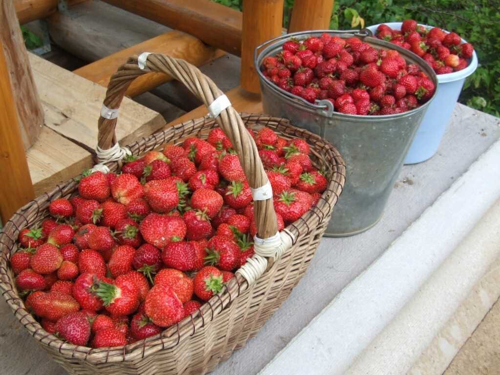 Клубника (Photo from Internet)