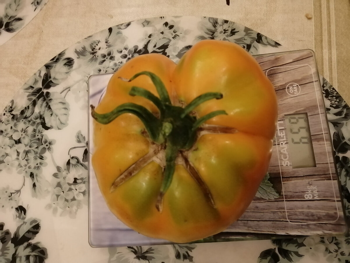 Бывали и такие слонята, но не часто.