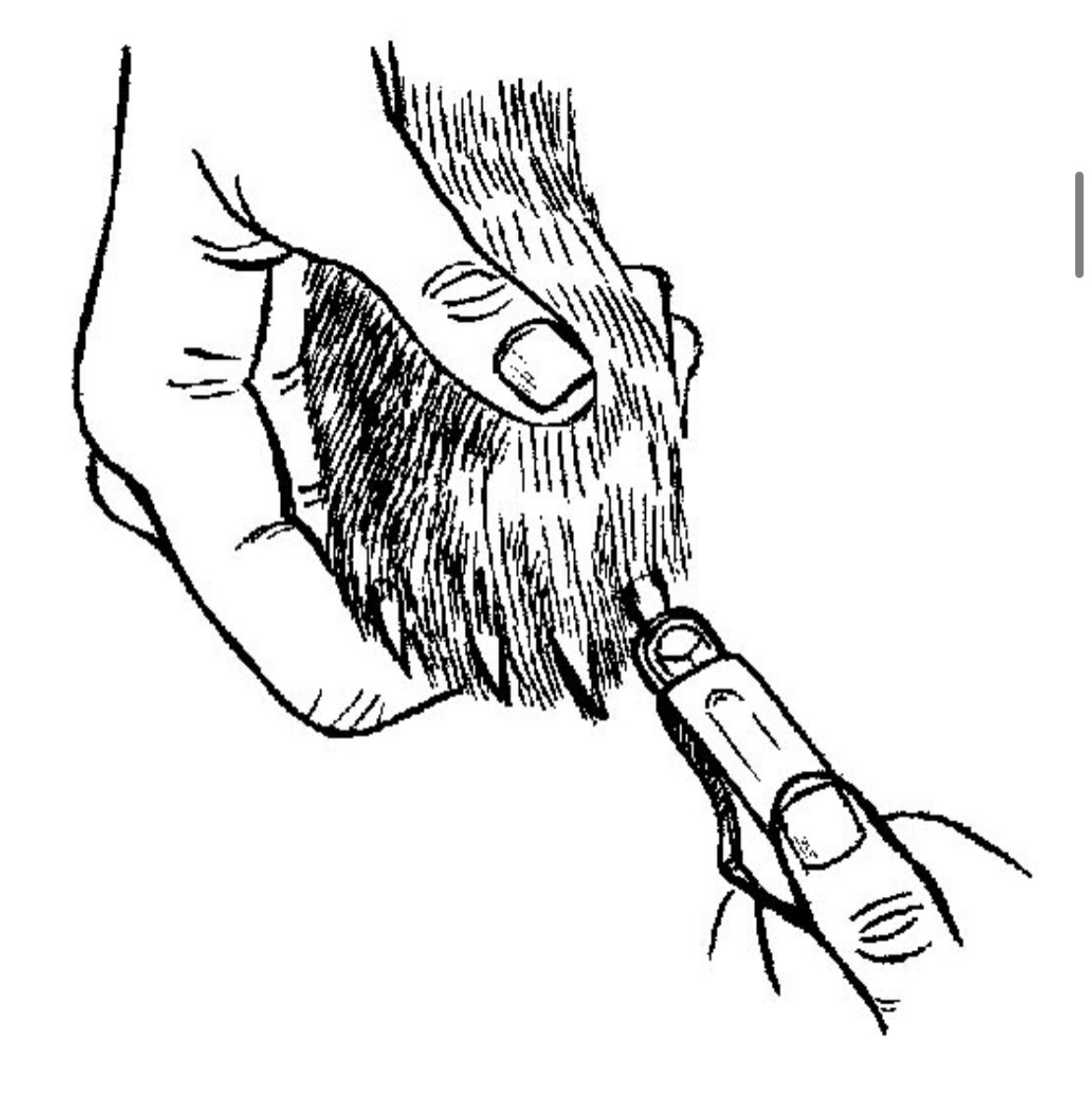 Как правильно стричь. Стрижем когти собаке гильотиной. Схема стрижки когтей кошки. Иллюстрация собака стрижет когти.