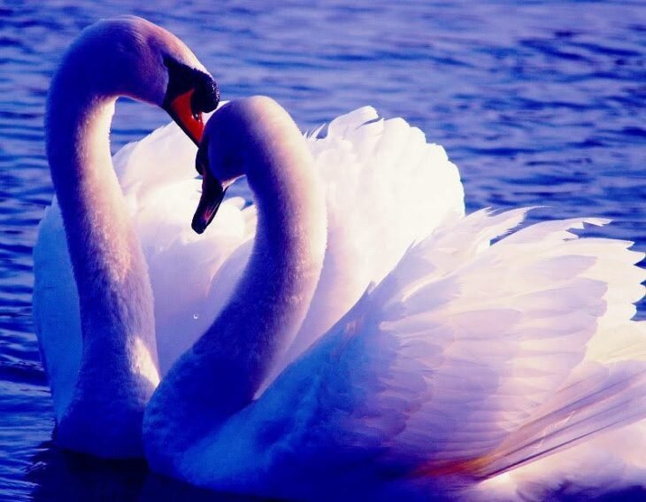 Любовь и лебеди. Верность 2. Верность 2. Символ любви и верности. Красивые лебеди.