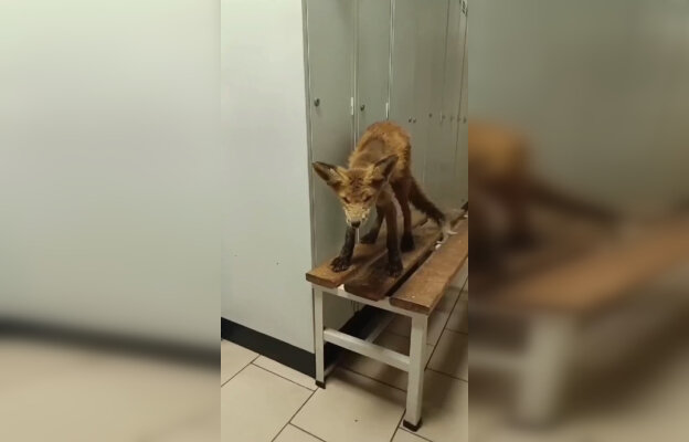 Фото: Pr Scr vk.com / Тихвинская сорока