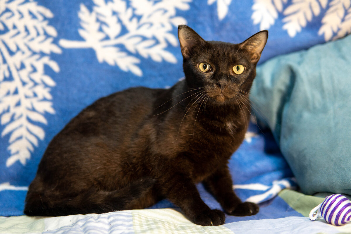 Кошка Смоки стала жертвой неконтролируемого размножения, я результате чего она родила и пыталась выживать под обстрелами на Донбассе