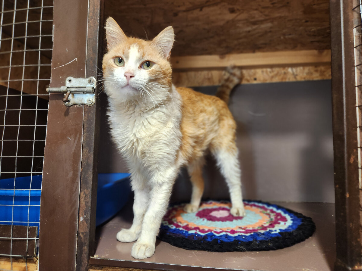 Все животные приюта кастрированы, в том числе и Афанасий! 