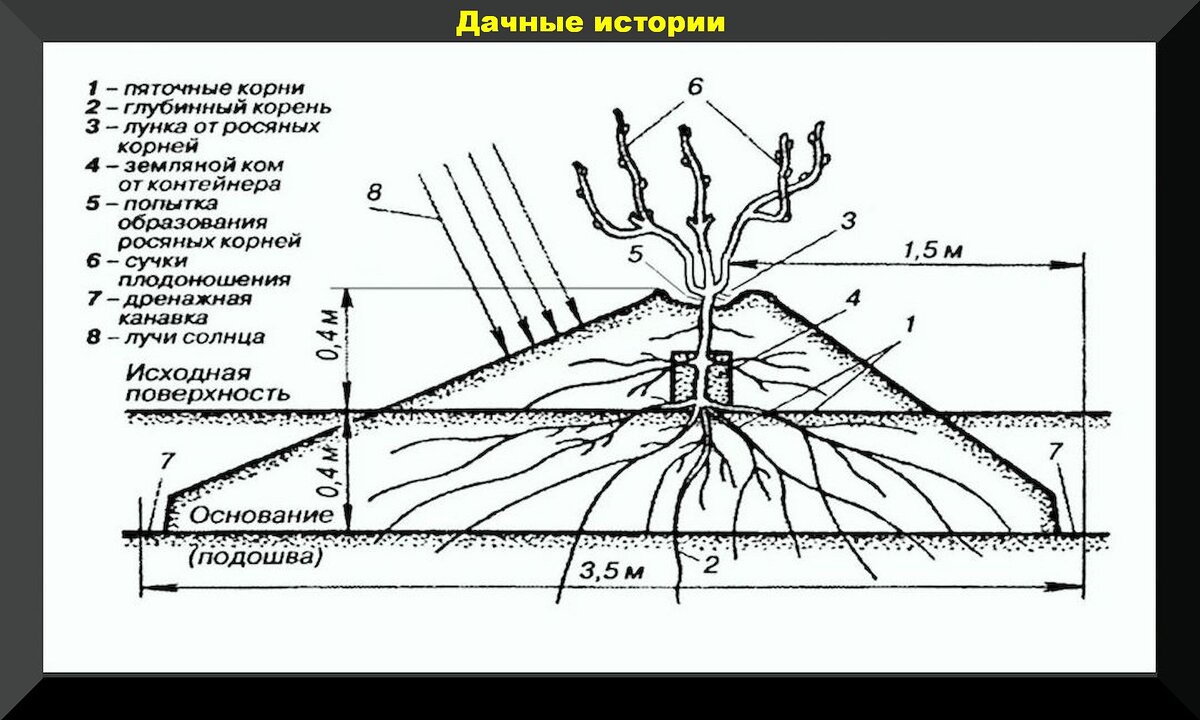 Корневая жимолости система глубина и расположение Новые 50: отвечаем на новые полста интересных вопросов дачников новичков Дачные 