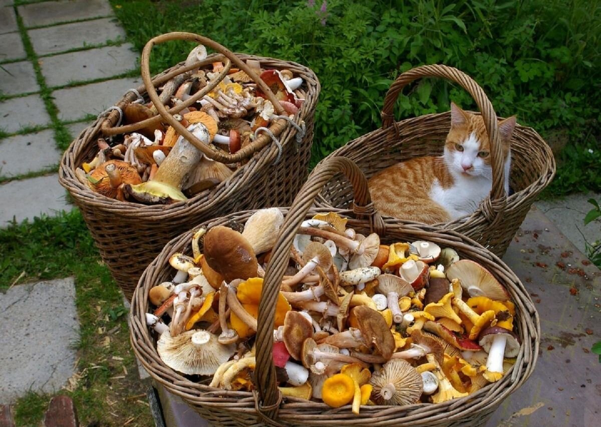 Фотография с сайта: https://vsegda-pomnim.com/griby/32834-korzinka-gribov-60-foto.html
