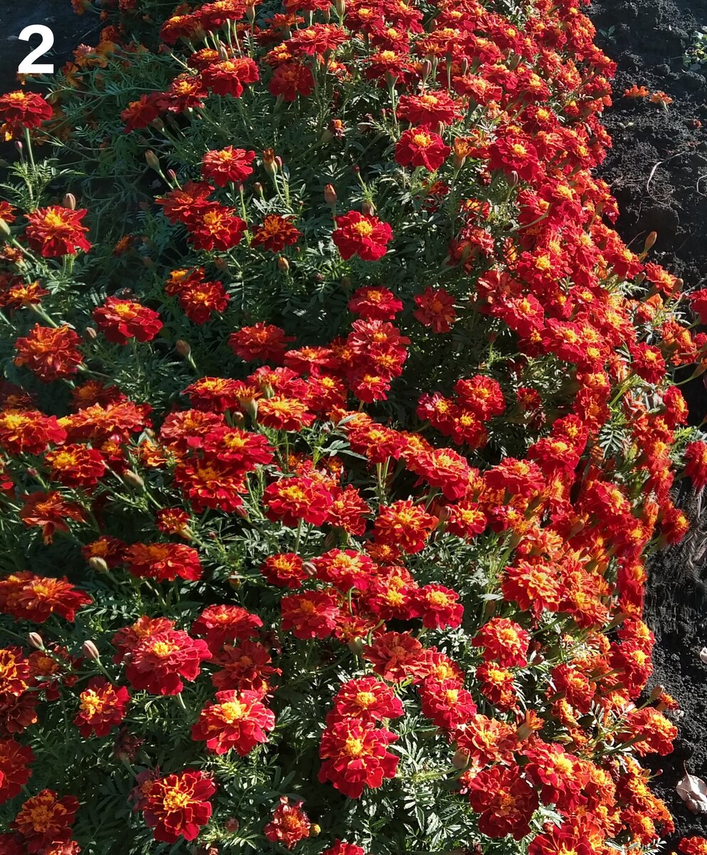 Красные барзатцы