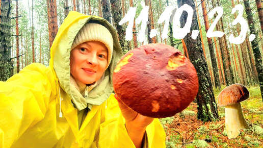 Сбор грибов #mushroom #forest #funghi #nature #грибы #сбор грибов #грибы ленобласти #https://youtu.be/pom3adFQEqo?si=Vd1JJhU1OGKn9s_O