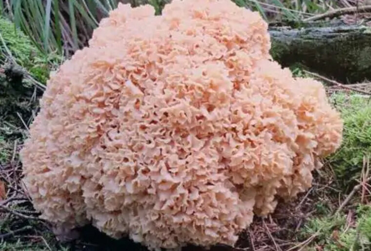    Спарассис курчавый
