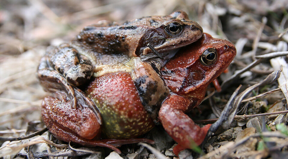   Richard Bartz, Munich Macro Freak / Wikipedia.org / CC BY-SA 2.5