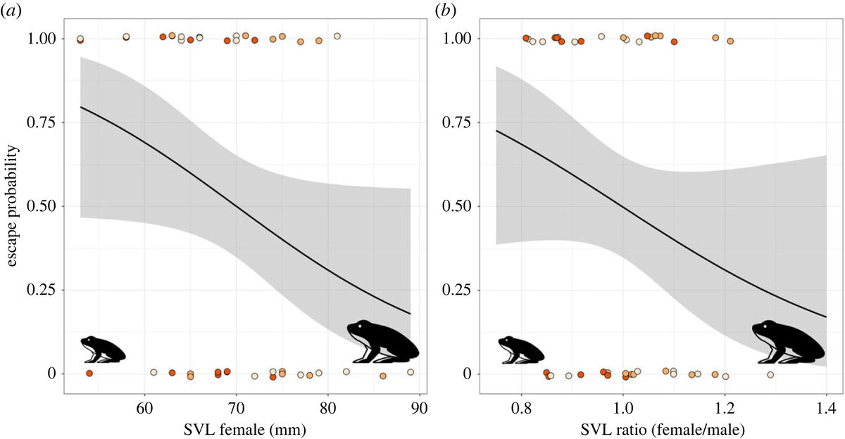   Carolin Dittrich, Mark-Oliver Rödel / Royal Society Open Science, 2023