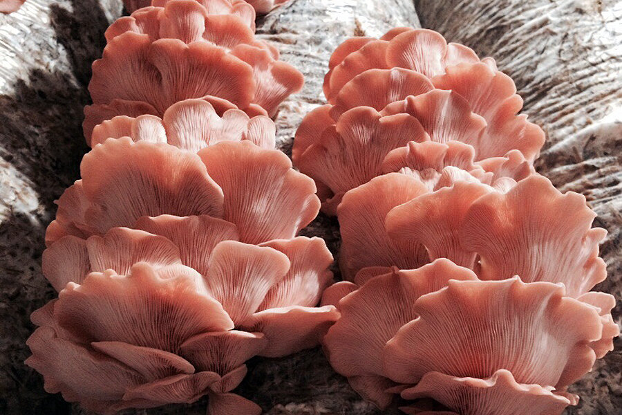  () - (Pleurotus Djamor)