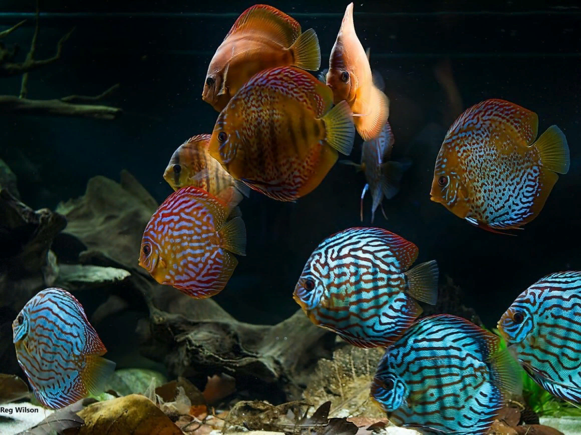 Корм для аквариумных рыбок: виды, как подобрать