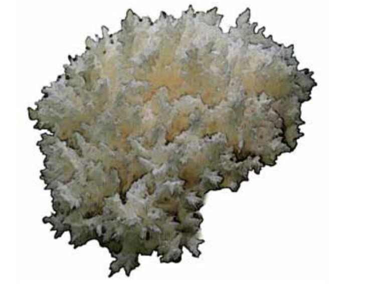    Гериций (Ежовик) коралловидный — гриб из Красной книги Курганской области