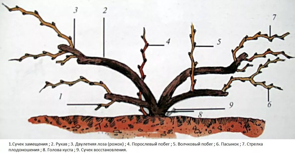Схема обрезки винограда весной для начинающих в картинках пошагово