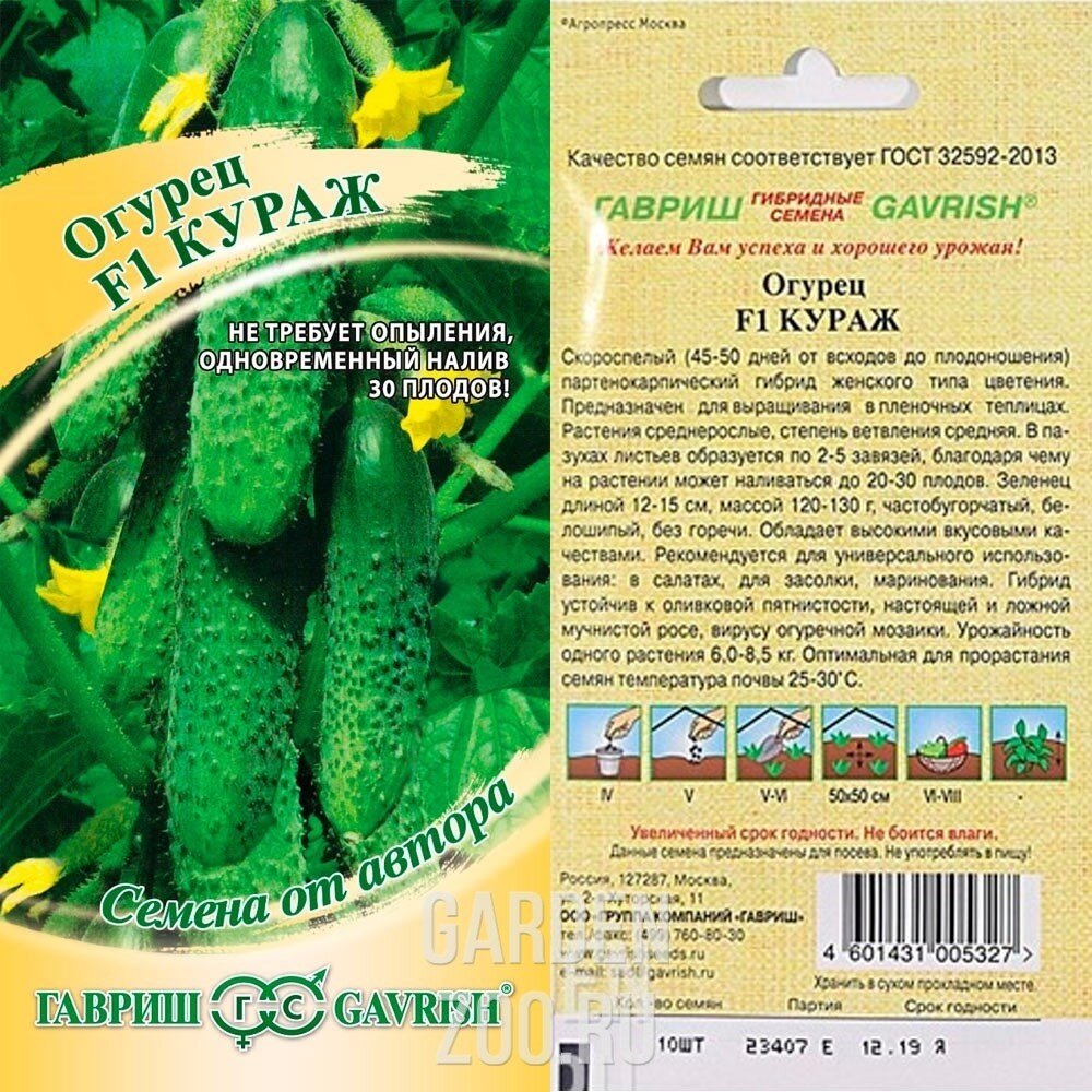 огурец афина описание сорта