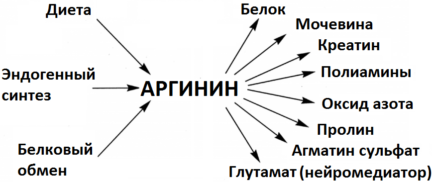 L аргинин что это и для чего. Продукты богатые аргинином. Продукты богатые аргинином таблица. Продукты с большим содержанием аргинина. Источники аргинина.