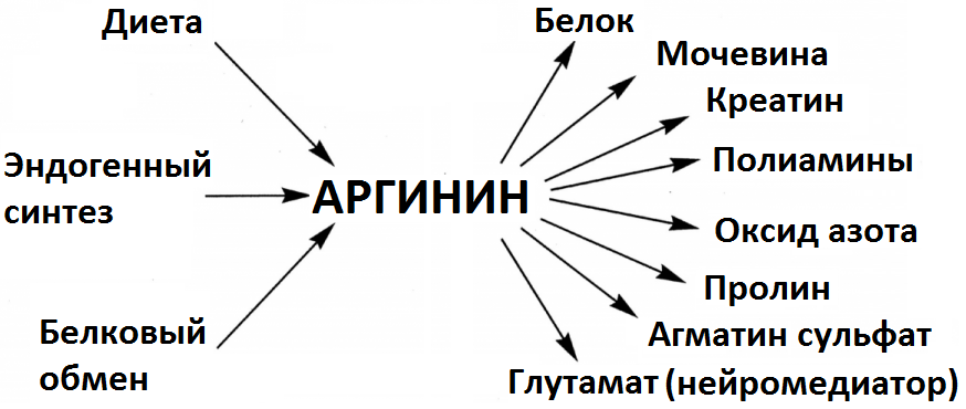 Аргинин где содержится. Продукты богатые аргинином. Аргинин таблица. Источники аргинина. Продукты с аргинином таблица.