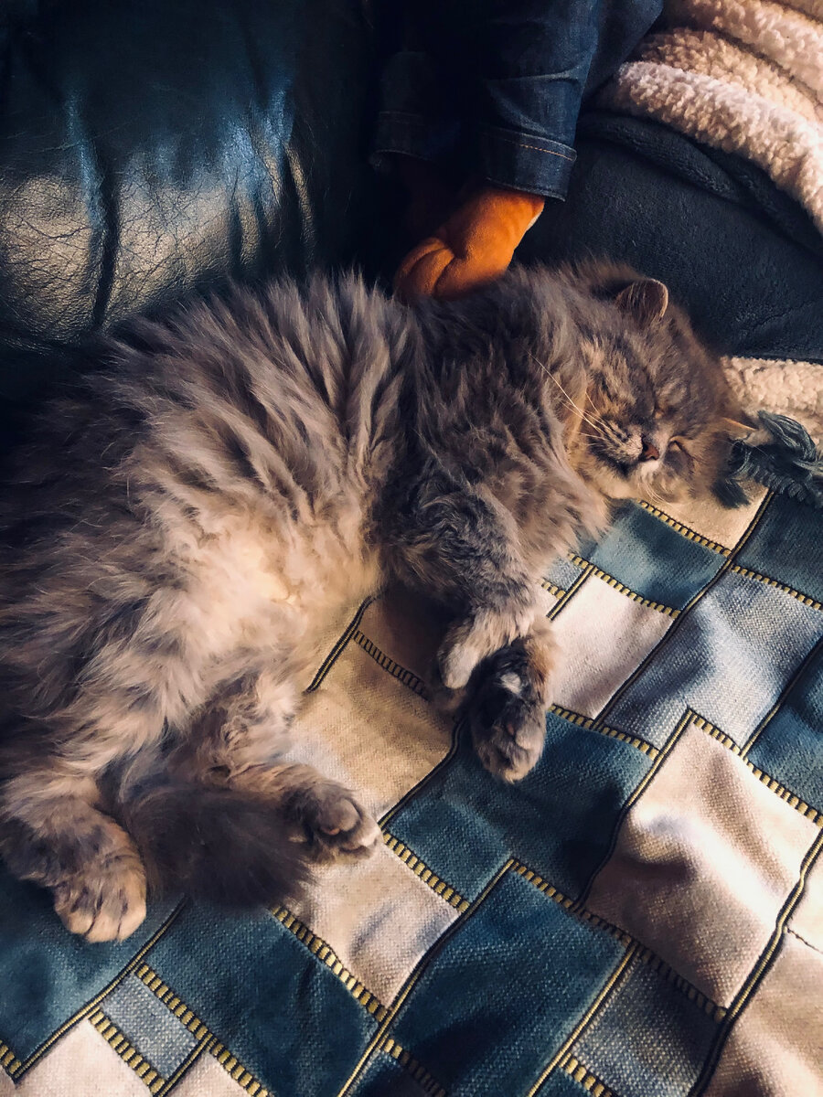 Усталый котик спит.