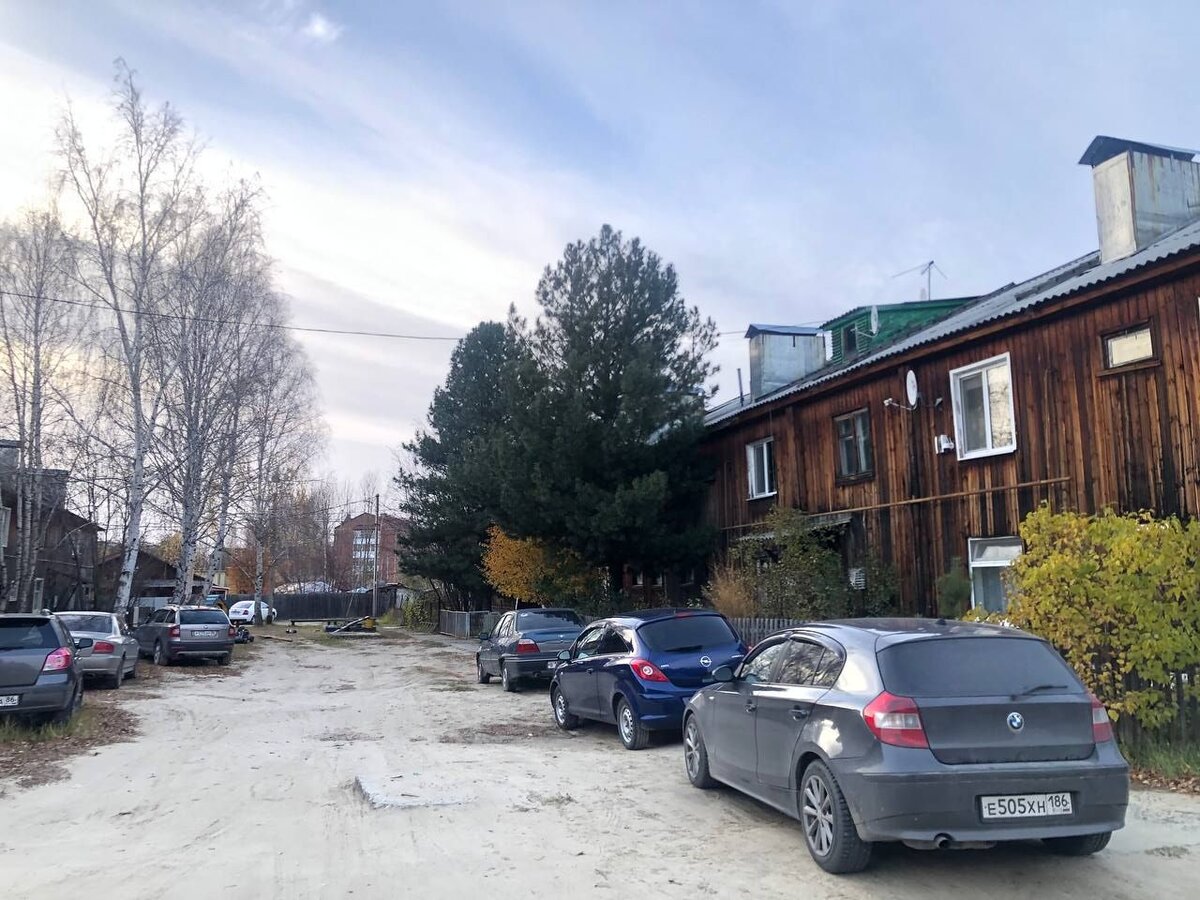 Два высоких пышных кедра украшают микрорайон Аэропорт. Фото автора