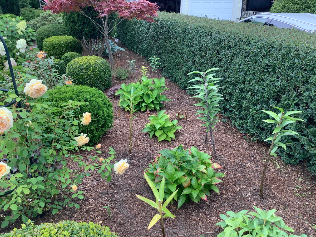 Сентябрь месяц. Подросшие делёнки Forever&Ever