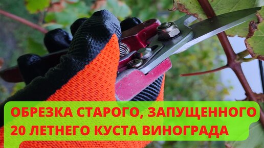 Обрезка старого, запущенного куста винограда осенью.