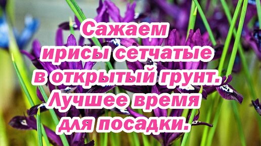 Сажаем ирисы сетчатые в открытый грунт. Лучшее время для посадки.