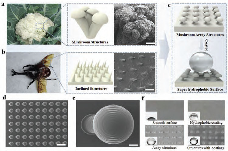 Печатные грибы с гидрофобным покрытием. (Изображение предоставлено: Университет Хунань)