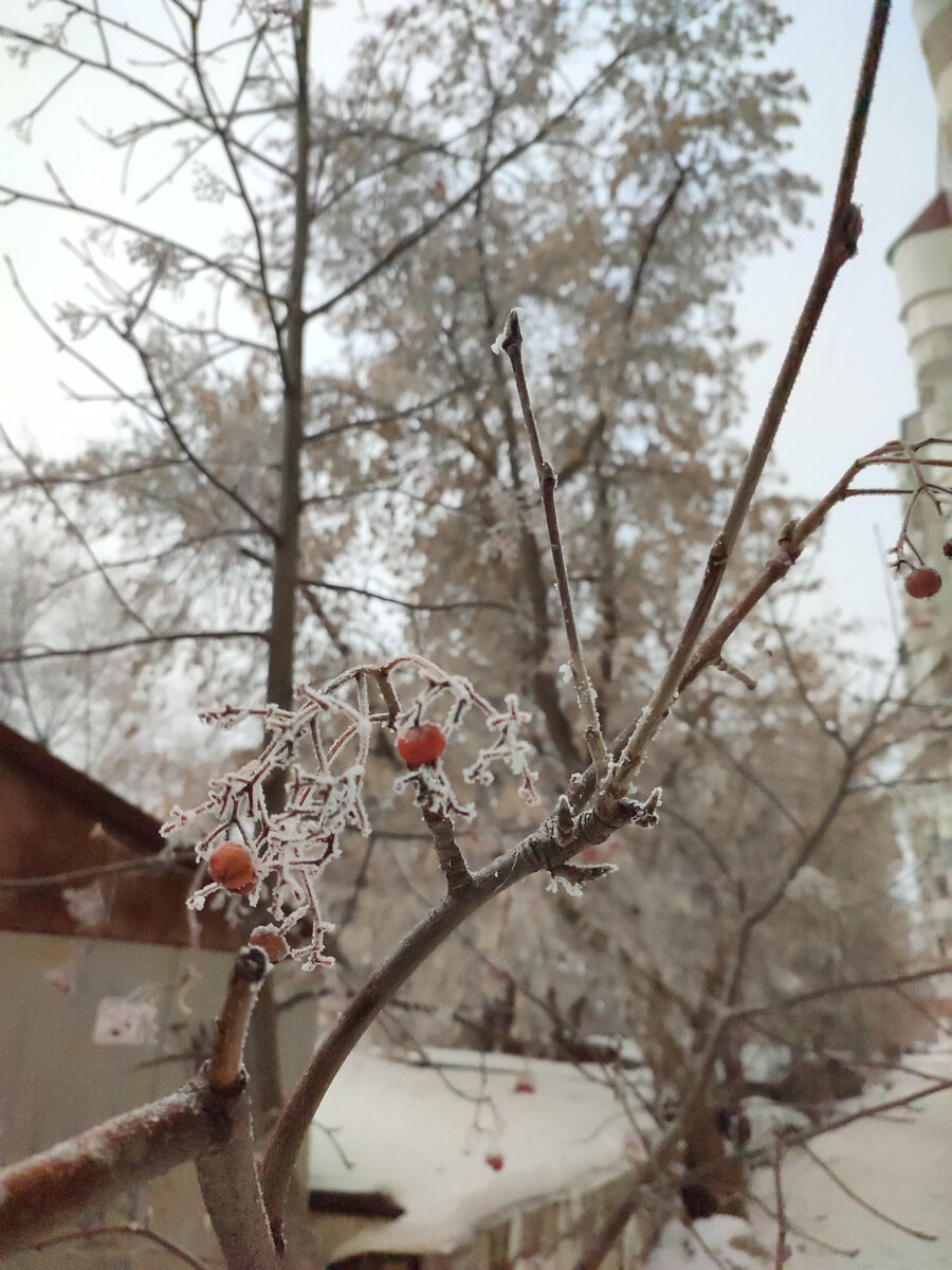 Рябина в -30