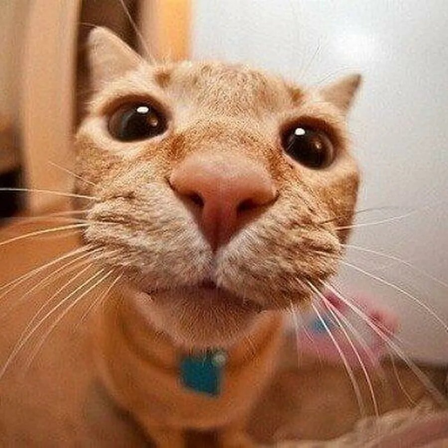 Из сети Для оформления))