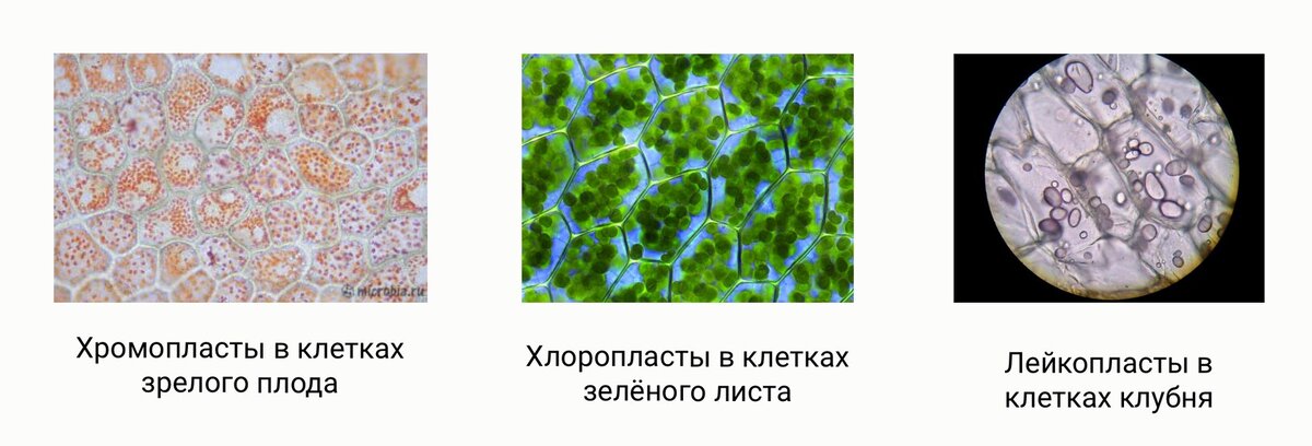 Скачать все ответы и задания для 7 класса Блок 1 Задание 1: Для восполнения недостатка йода врач рекомендовал Маше употреблять в пищу морскую капусту —— ламинарию.-2