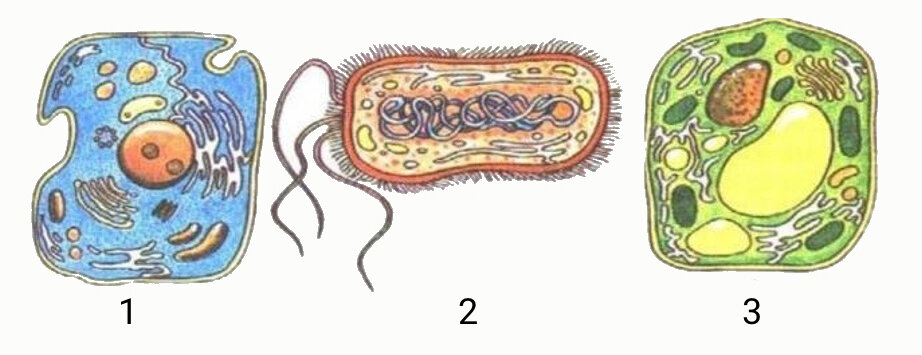 Скачать все ответы и задания для 8 класса Блок 1 Задание 1: На рисунках изображены клетки, характерные для организмов, относящихся к разным царствам.