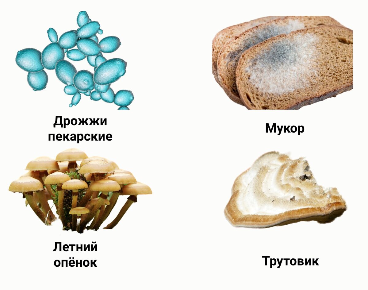 Скачать все ответы и задания для 8 класса Блок 1 Задание 1: На рисунках изображены клетки, характерные для организмов, относящихся к разным царствам.-2